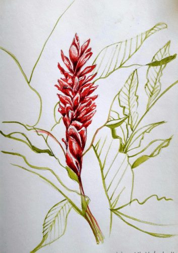 Alpinia