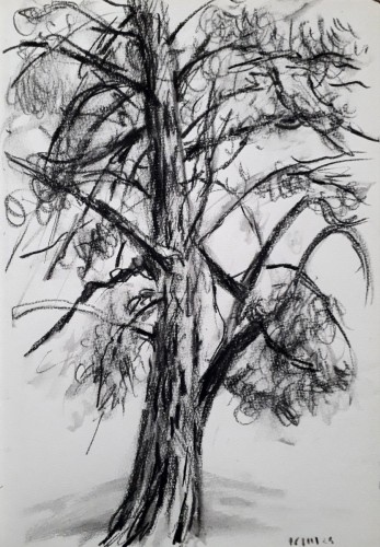 Arbre, crayon noir sur papier, 30 x 21 cm